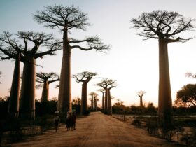 Three Poems by Izang Alexander Haruna
